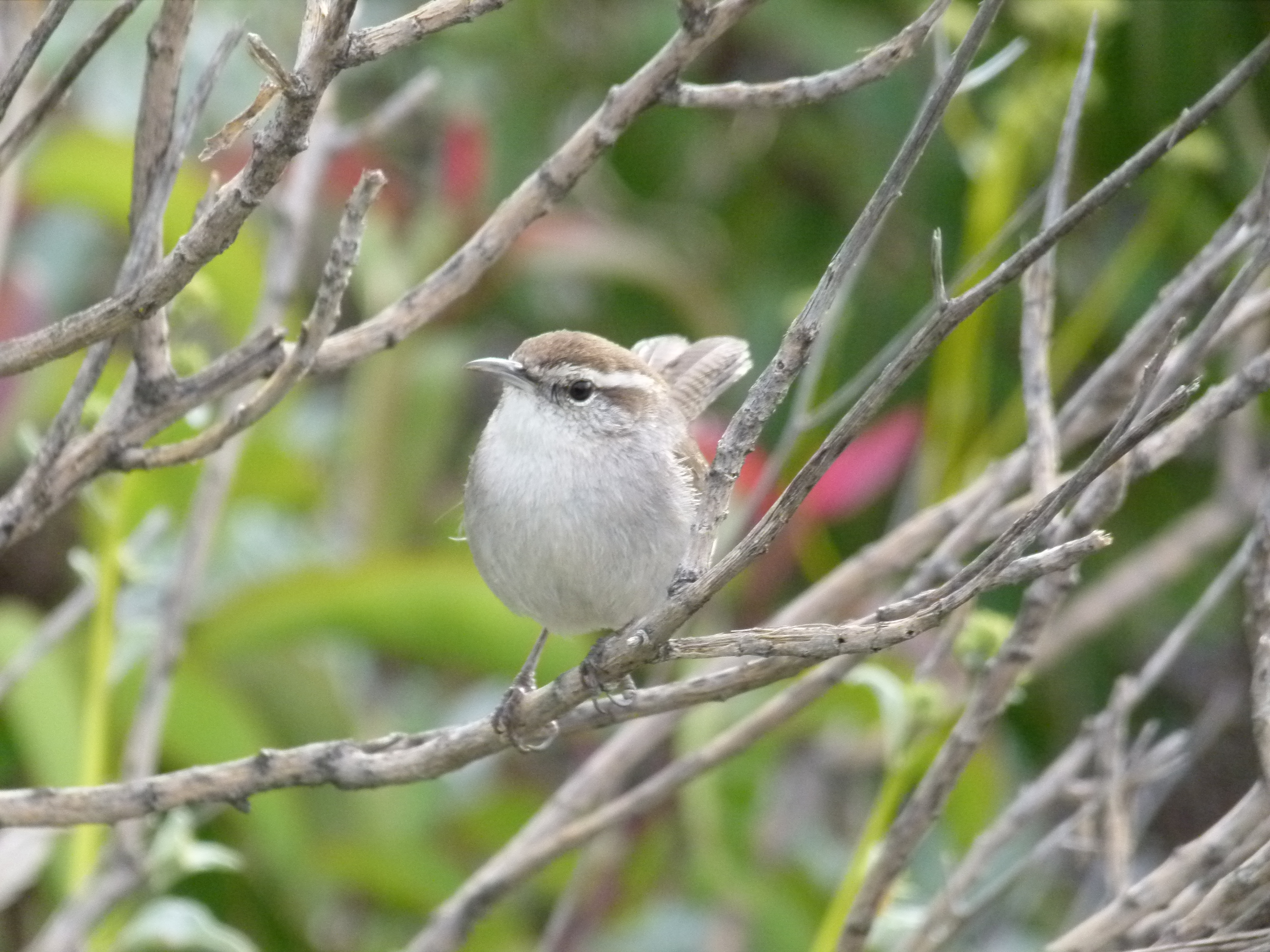 Bewicks Wren amongst the wildflowers