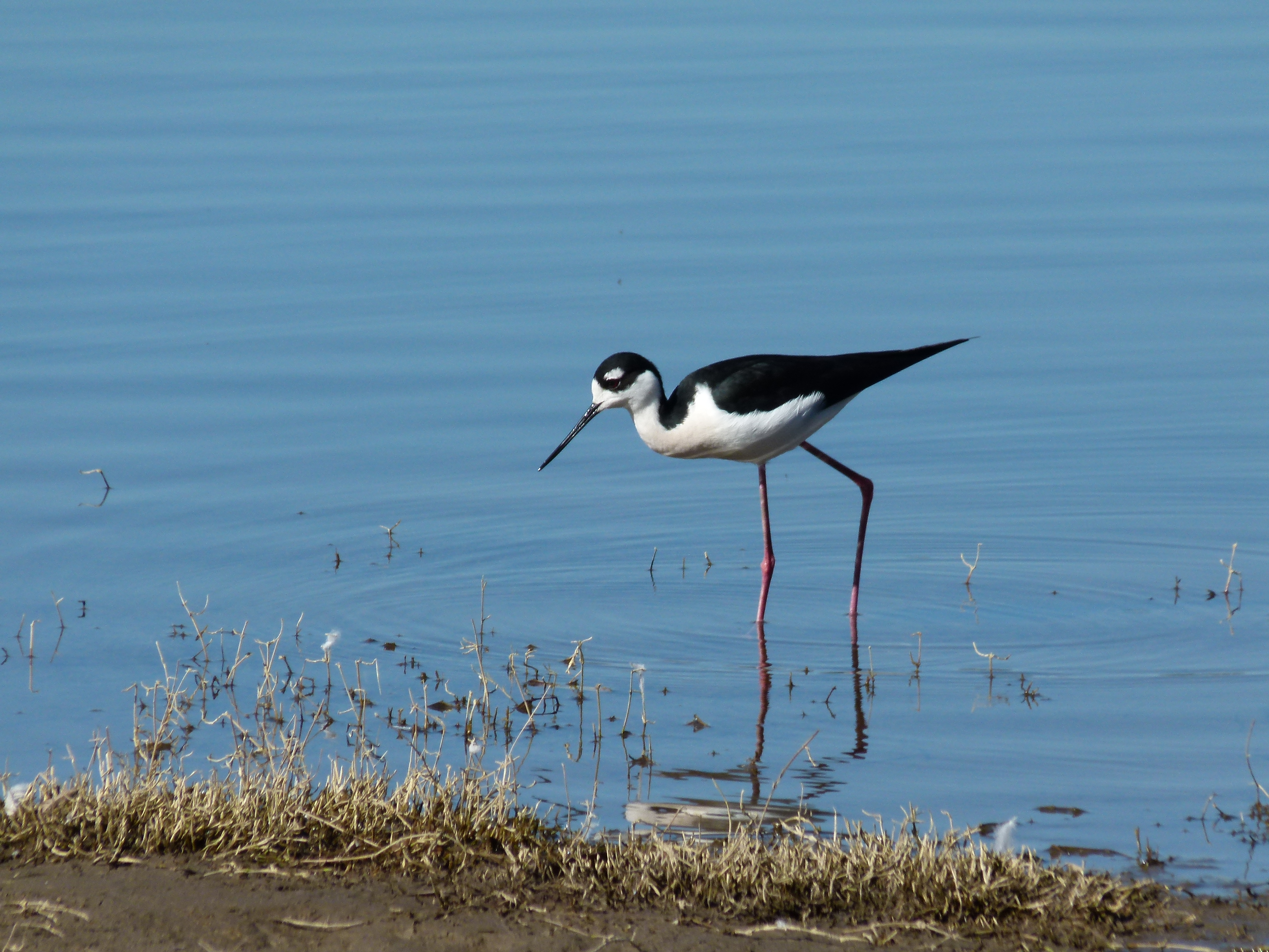 Black Necked Stilt Wadingin the Shallows.