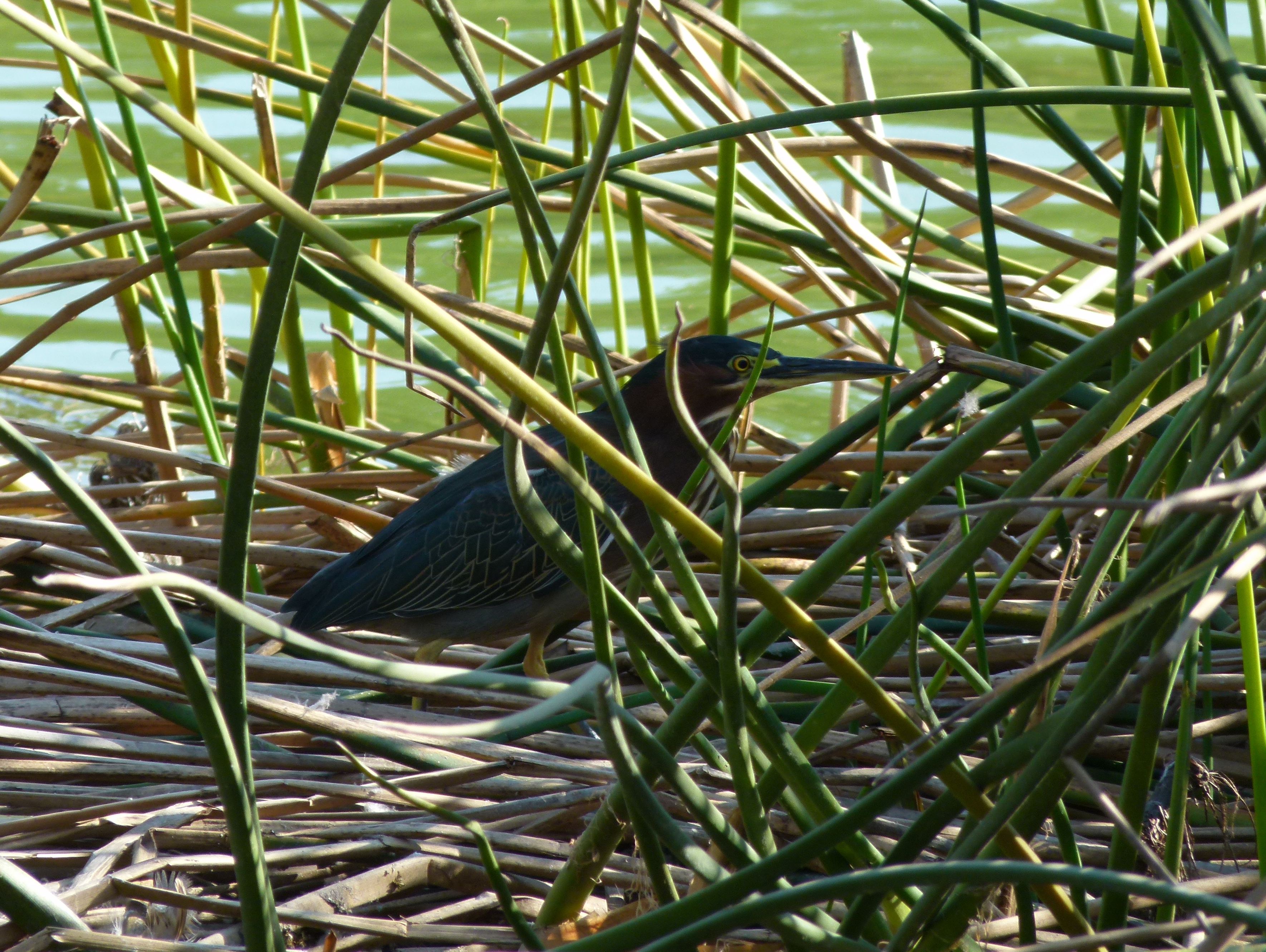 Green Heron Hiding in the reeds