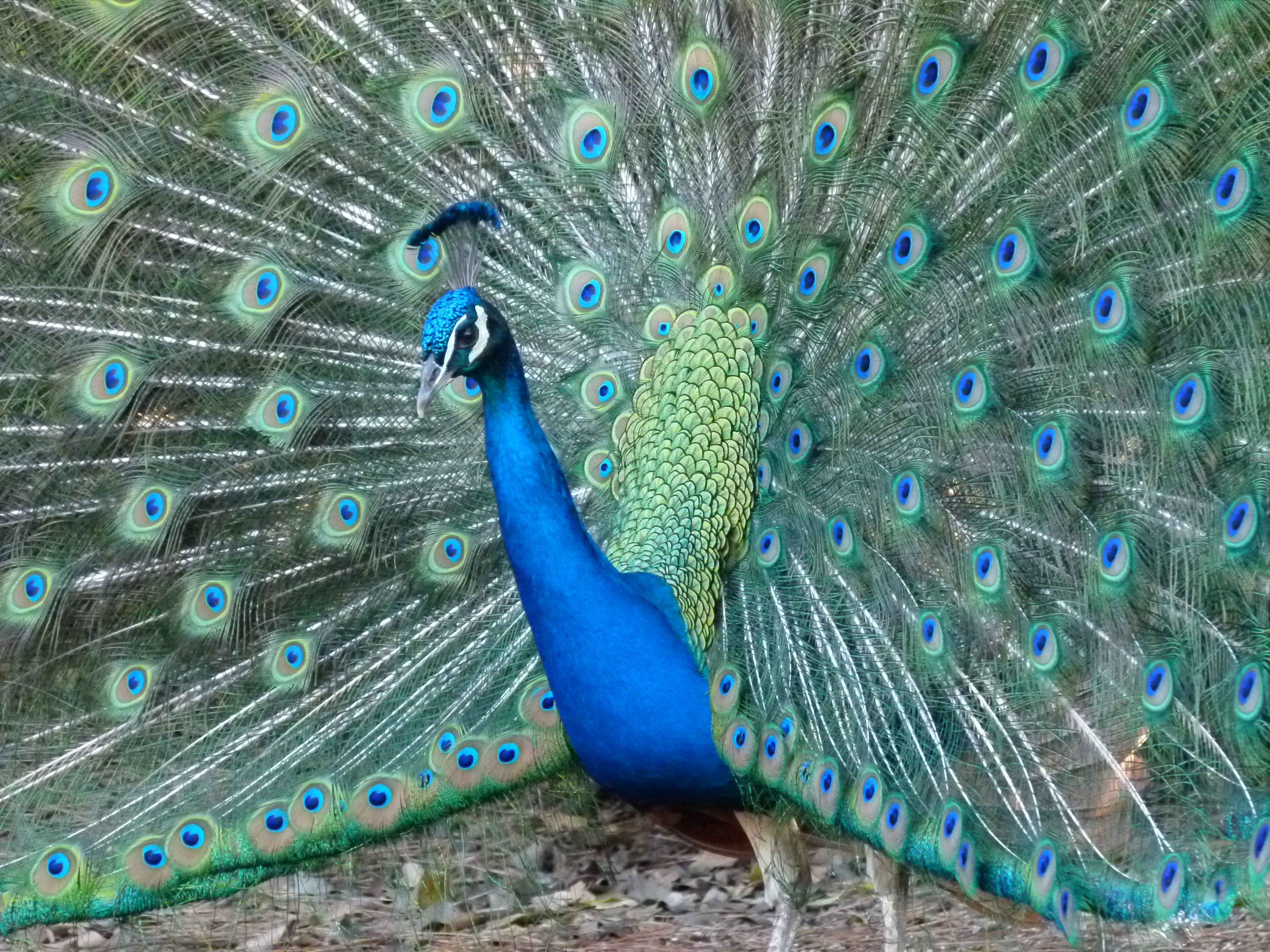 A picture of a Peacock with his tail fully splayed.