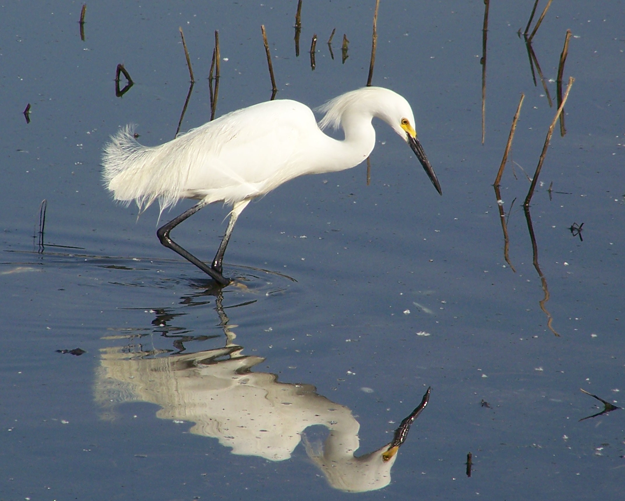 Snowy Egret wading in a deep blue pond