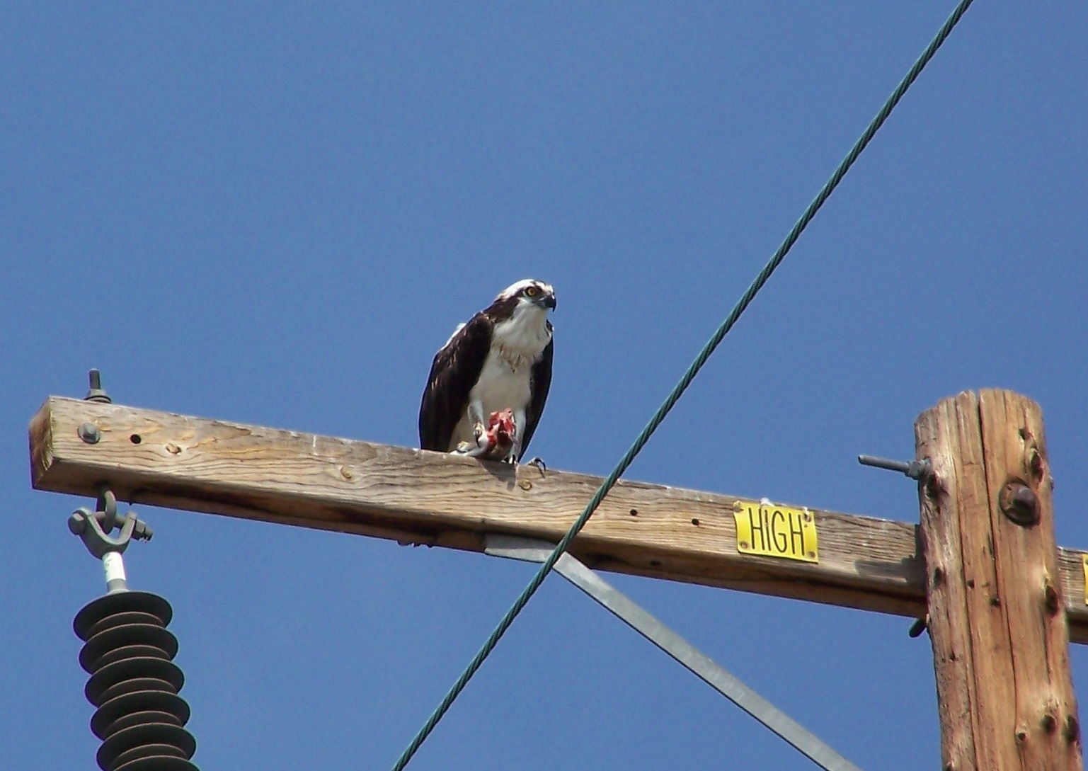 A picture of an Osprey on top of a telephone pole eating a fish he caught.